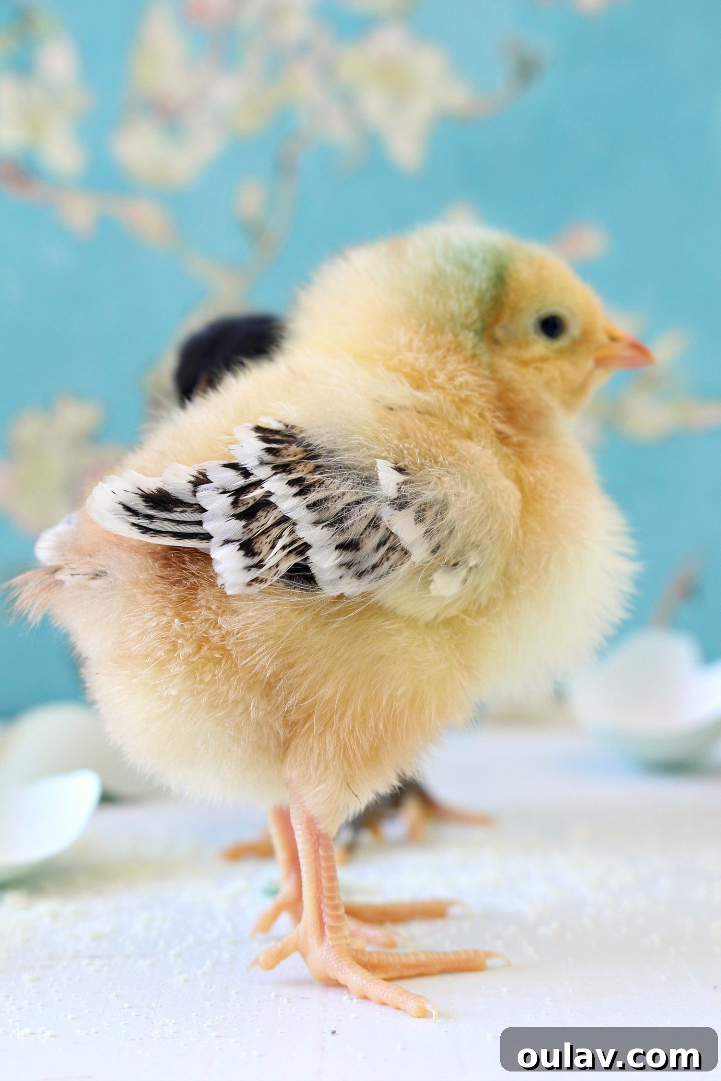A mix of different chick breeds beginning to show unique markings