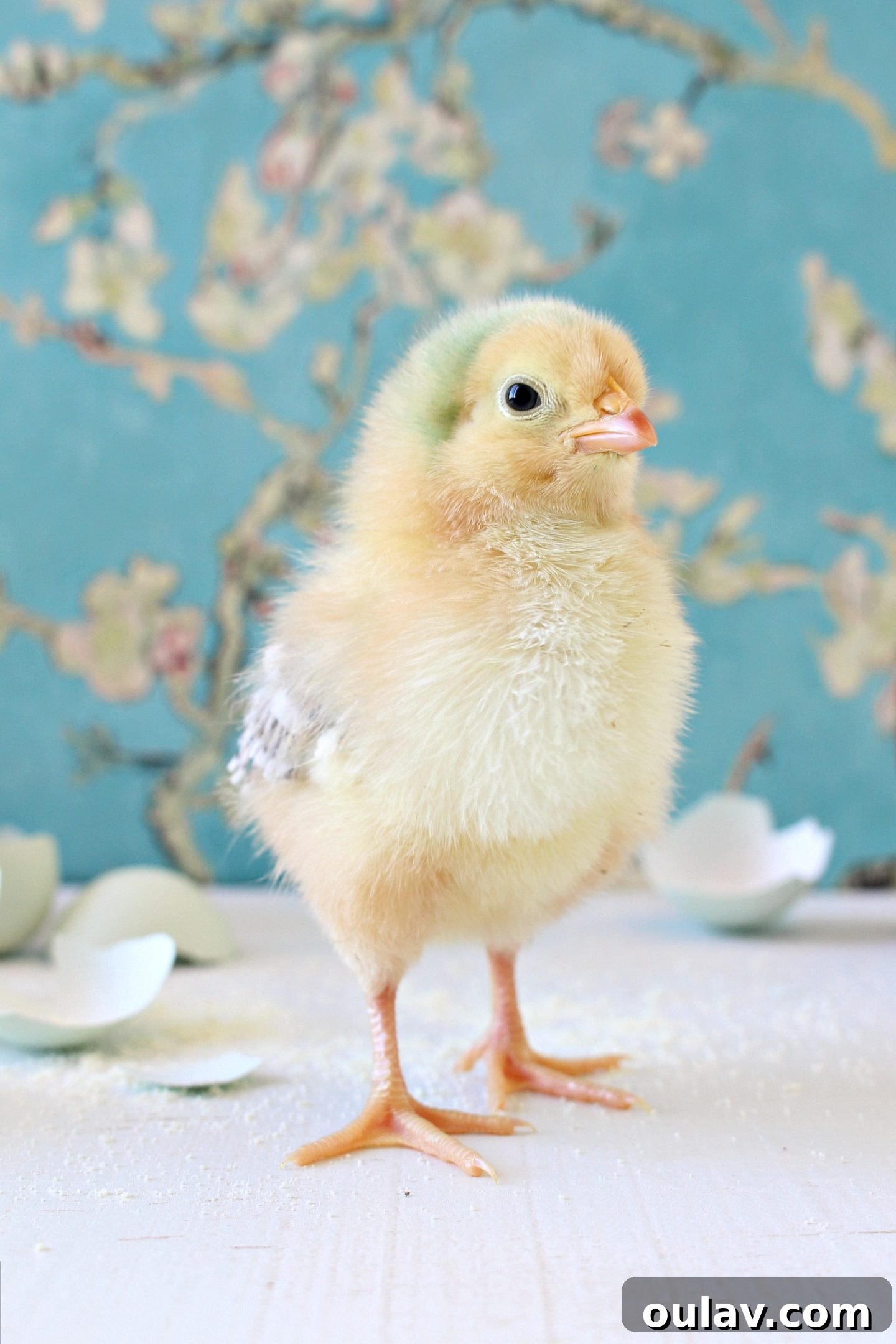 Fresh Fluffy Faces Our Springtime Chick Adventures 27 A cluster of unique chick breeds showing their varying colors and patterns