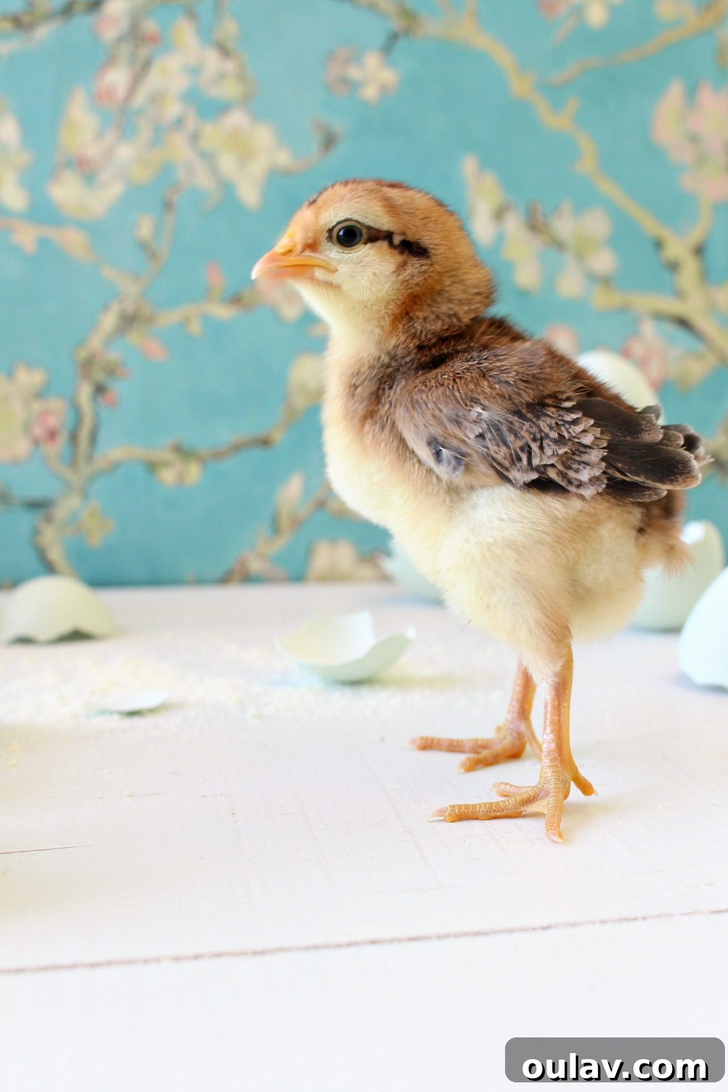 Energetic chick captured mid-run, resembling a chipmunk
