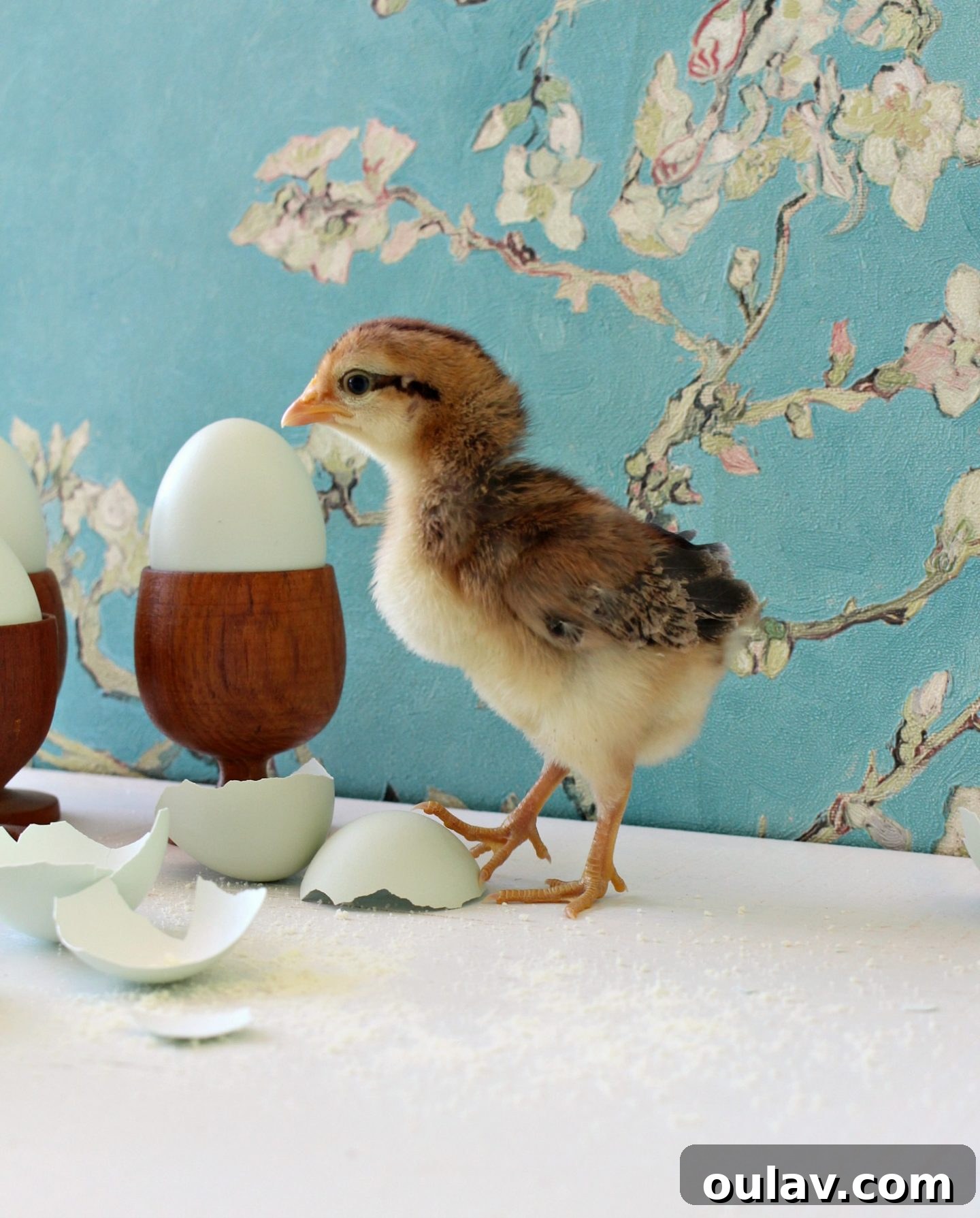 Another 'chipmunk' chick showing its active and curious nature