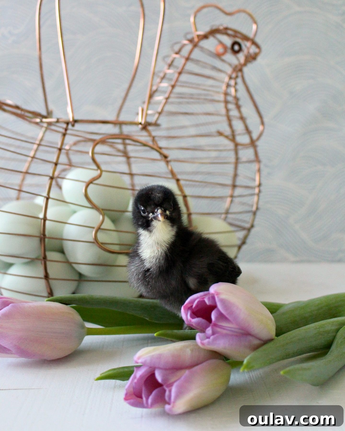 Fresh Fluffy Faces Our Springtime Chick Adventures 4 Two curious chicks exploring their brooder environment