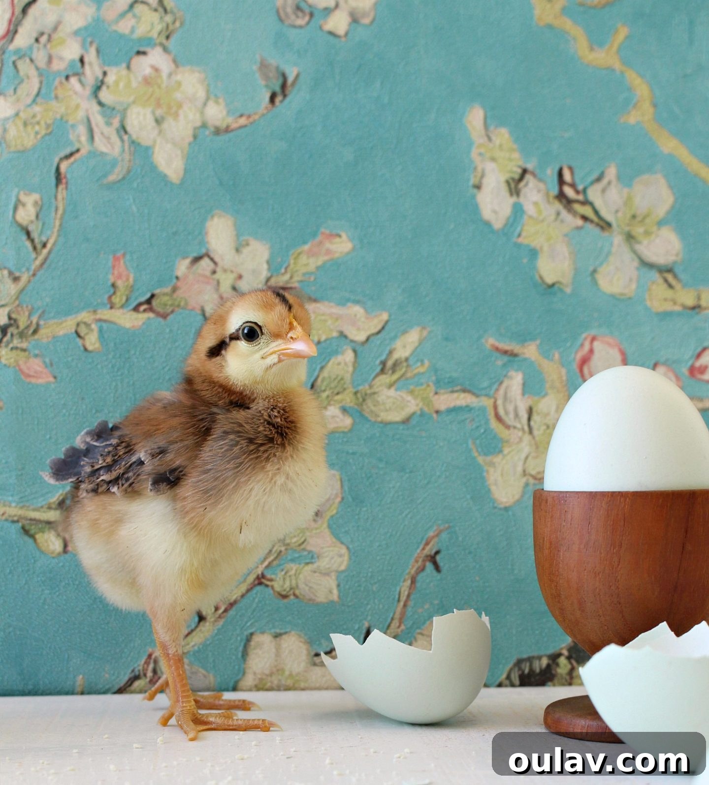 A focused 'chipmunk' chick intently exploring its environment