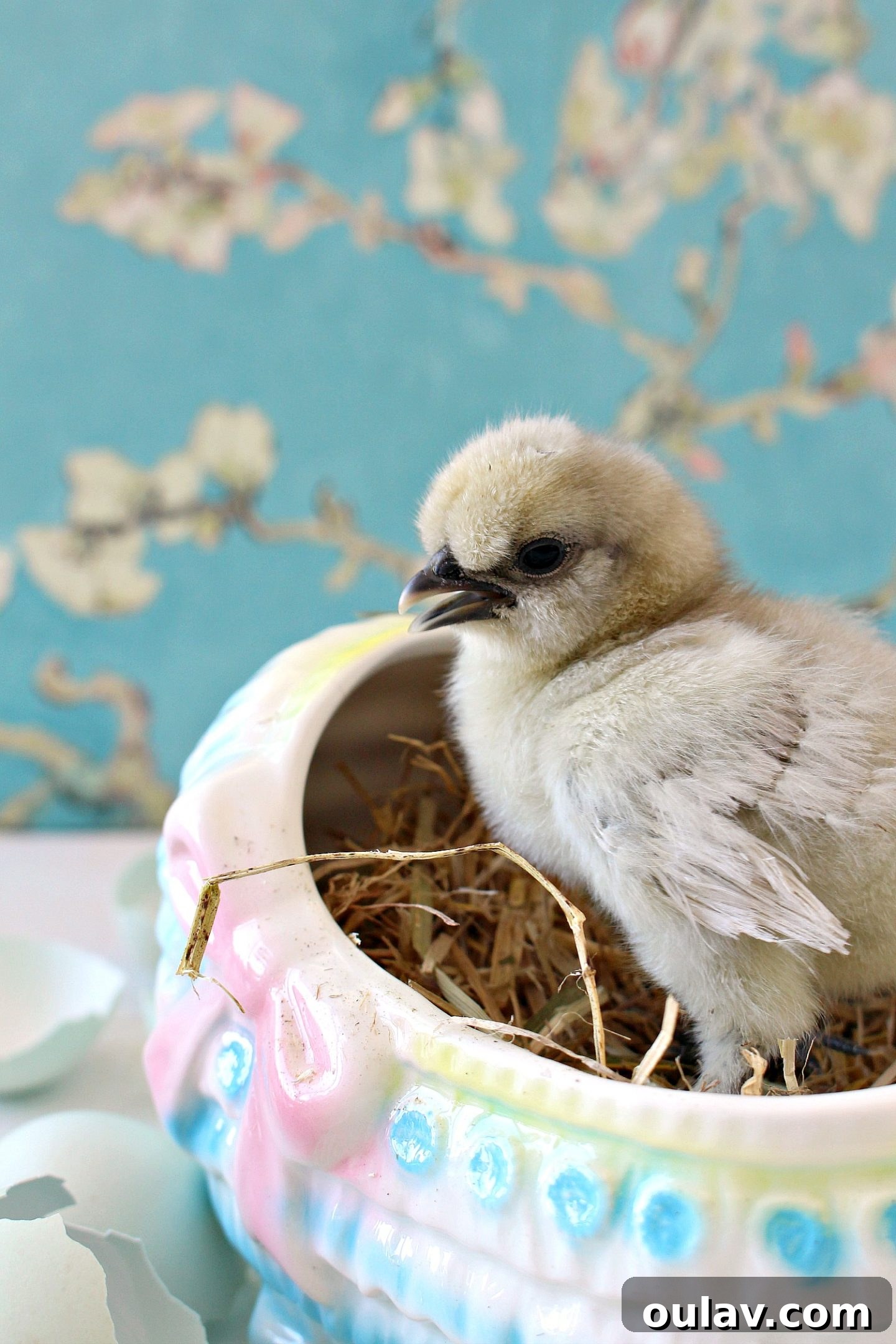 A fluffy Silkie chick, unique with its soft, downy feathers