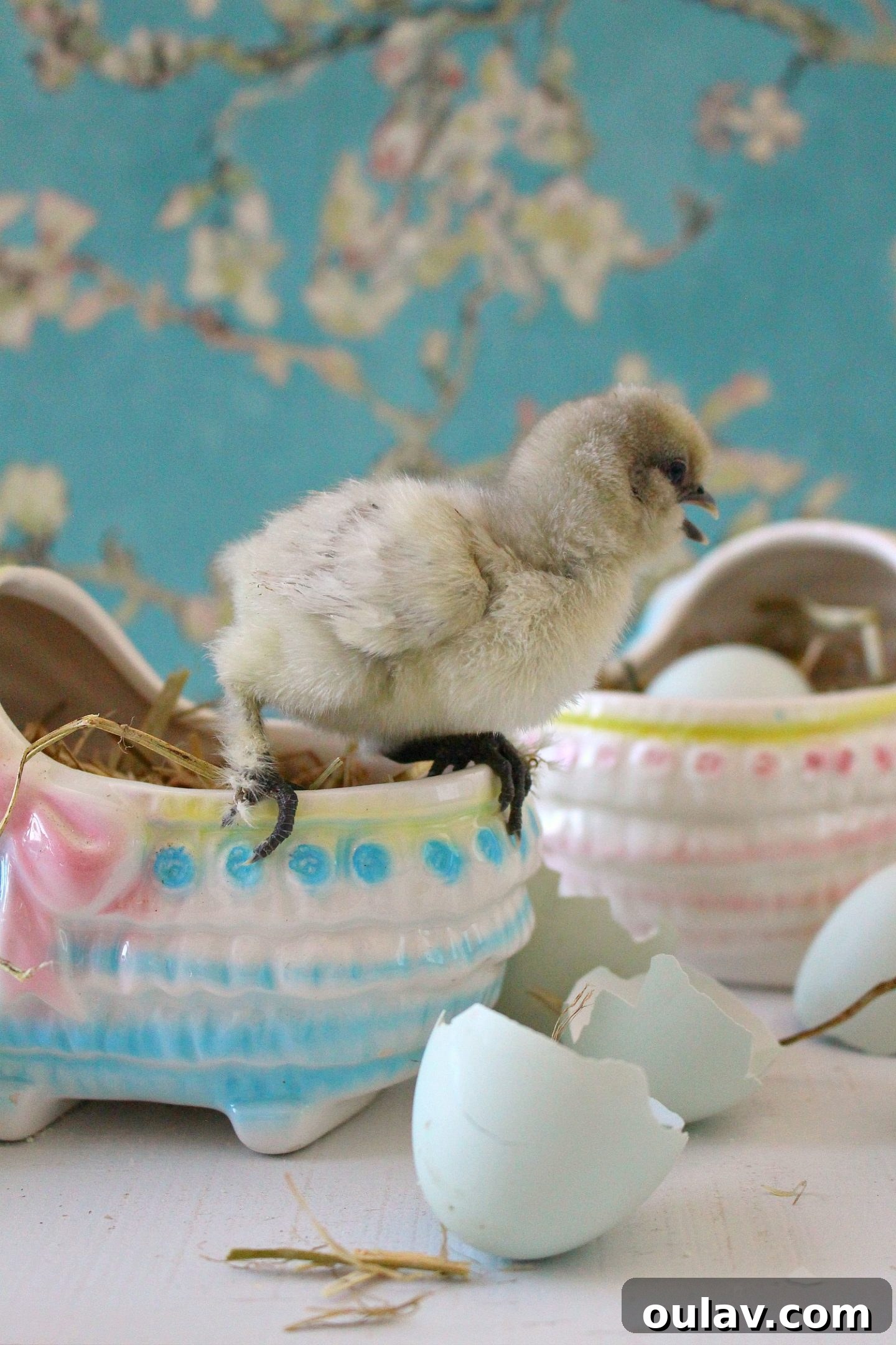 Getting a close-up of a new baby chick after careful handling
