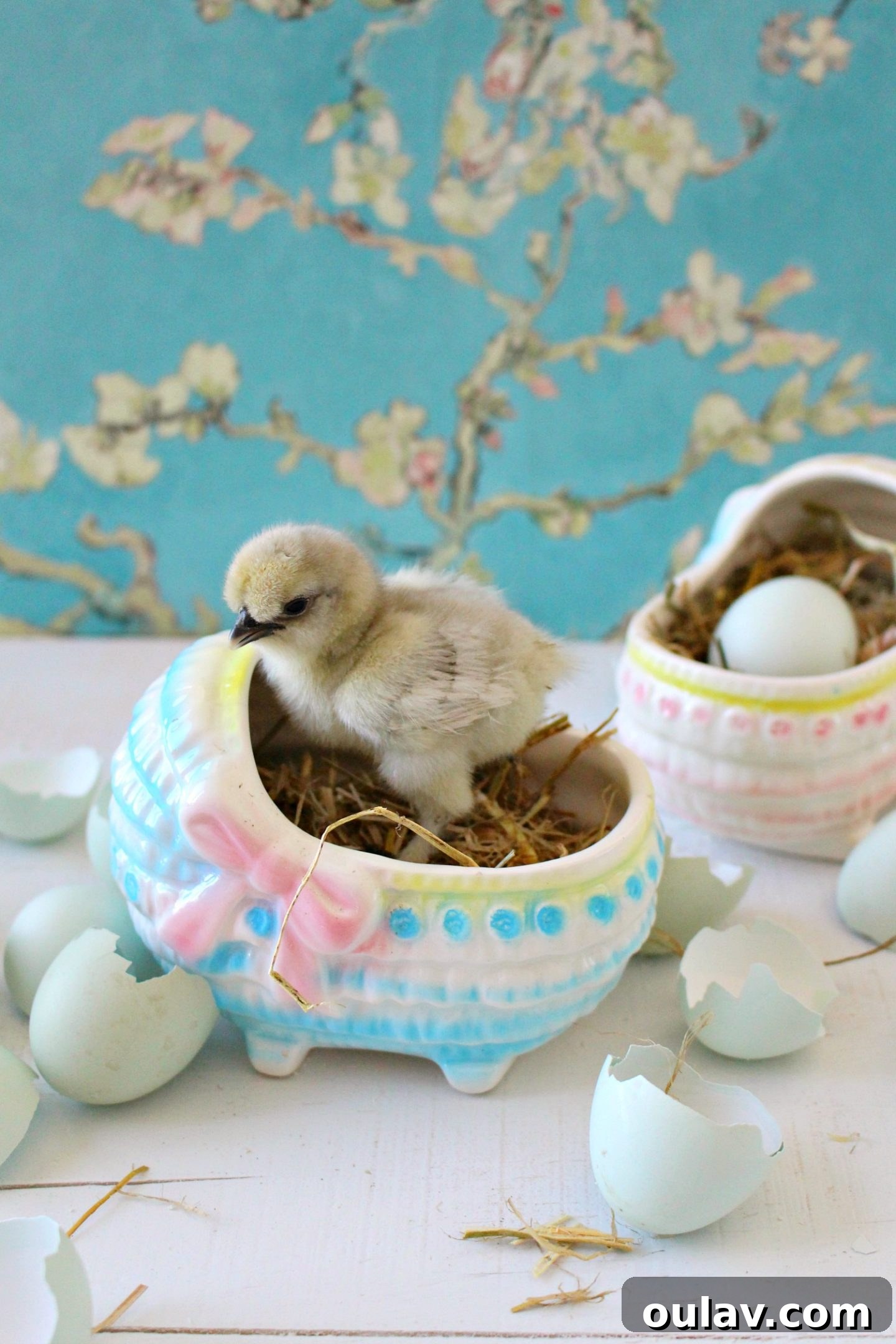 A baby chick being gently held during a photo session