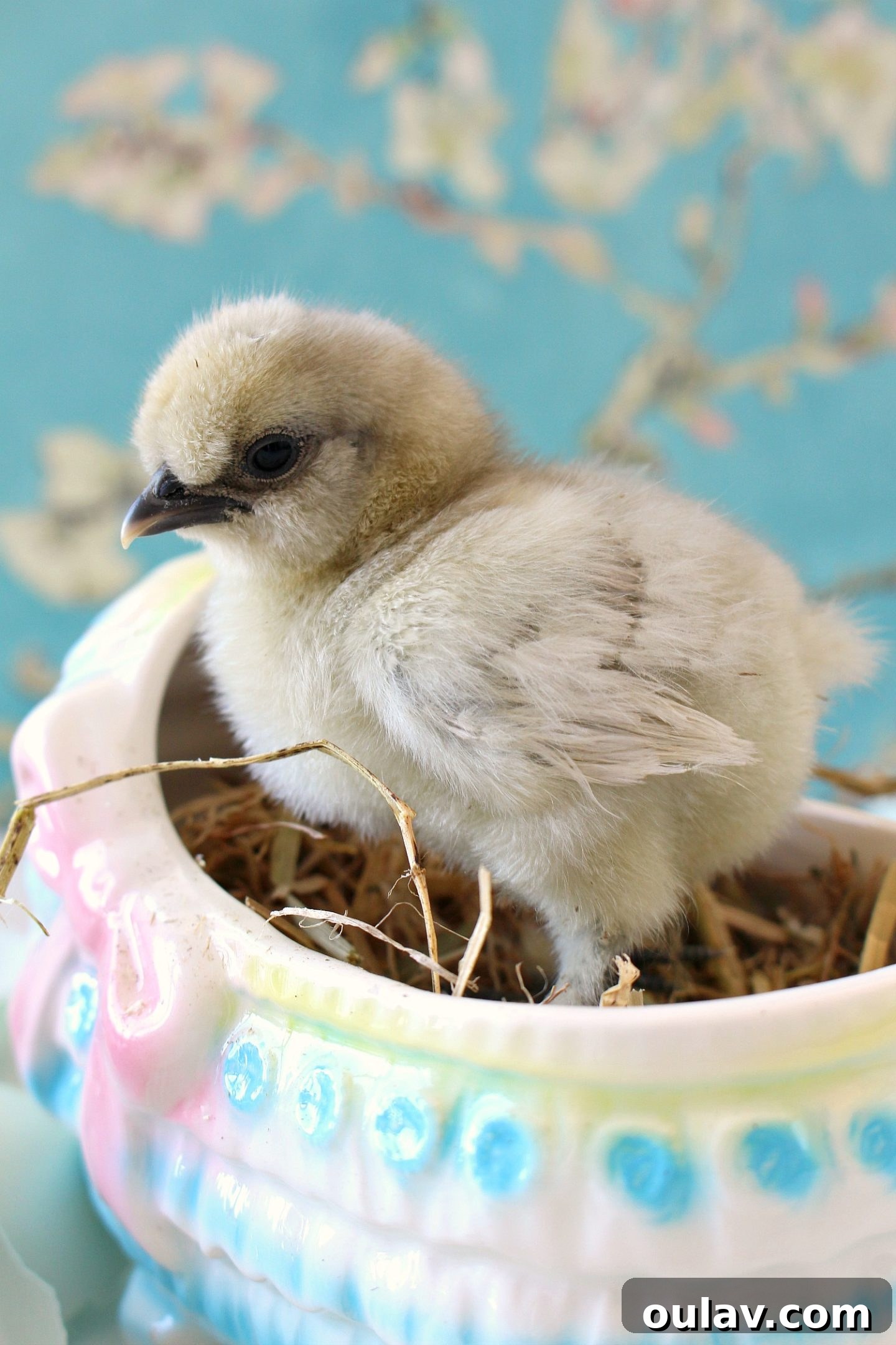 Chick settling down in hand for a quick photo opportunity