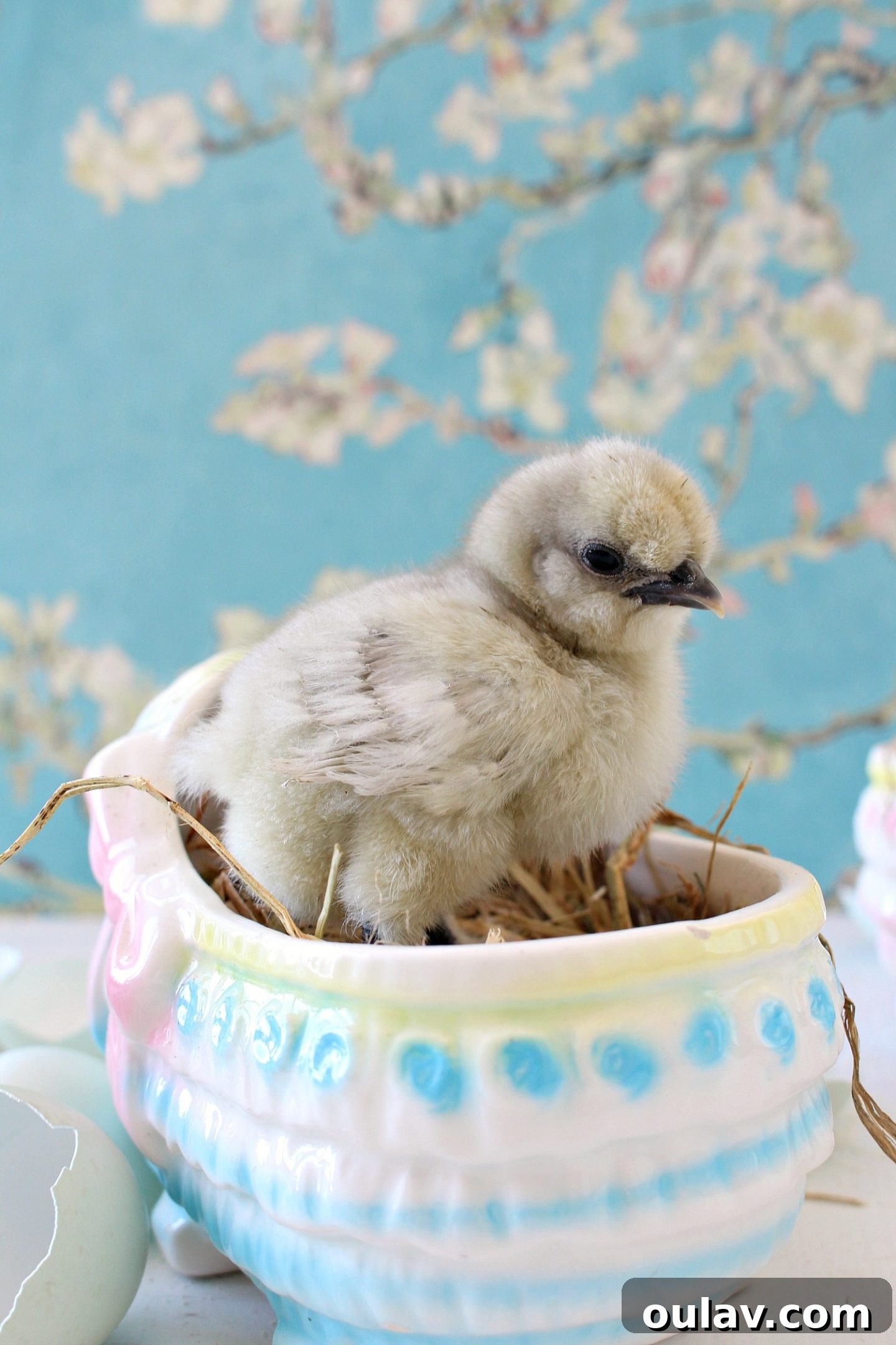 A calm chick posing for a portrait amidst the flurry of activity
