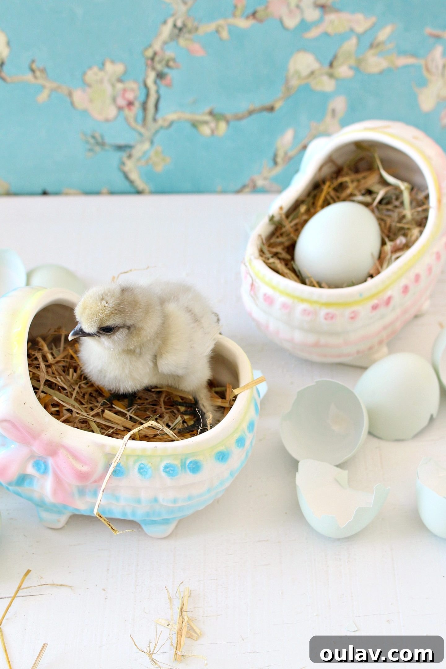 Capturing a moment of stillness with a content baby chick