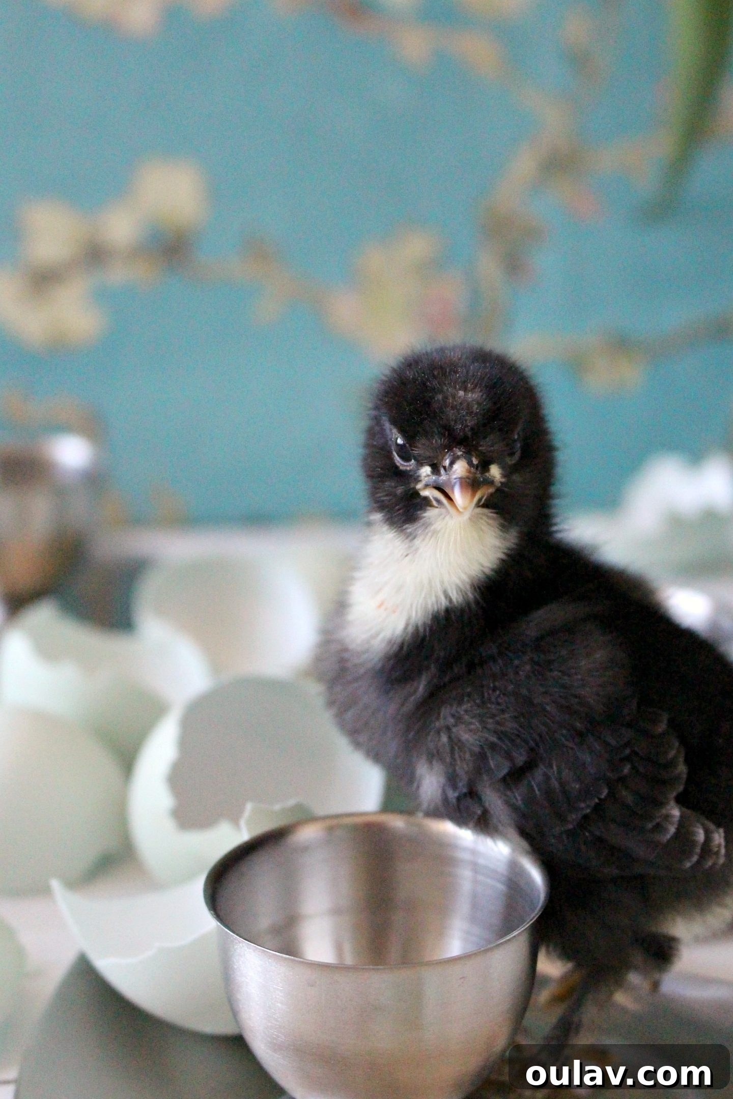 Capturing a moment of pure chick charm in the brooder