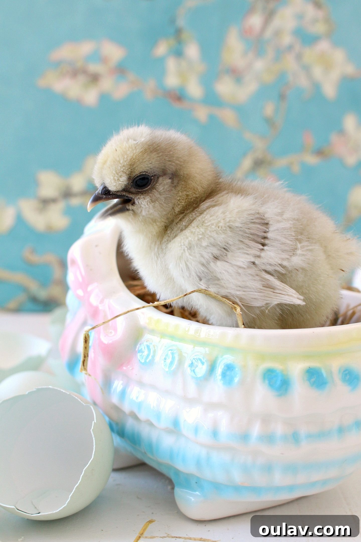 Fresh Fluffy Faces Our Springtime Chick Adventures 41 The delicate features of a baby chick highlighted in a photograph