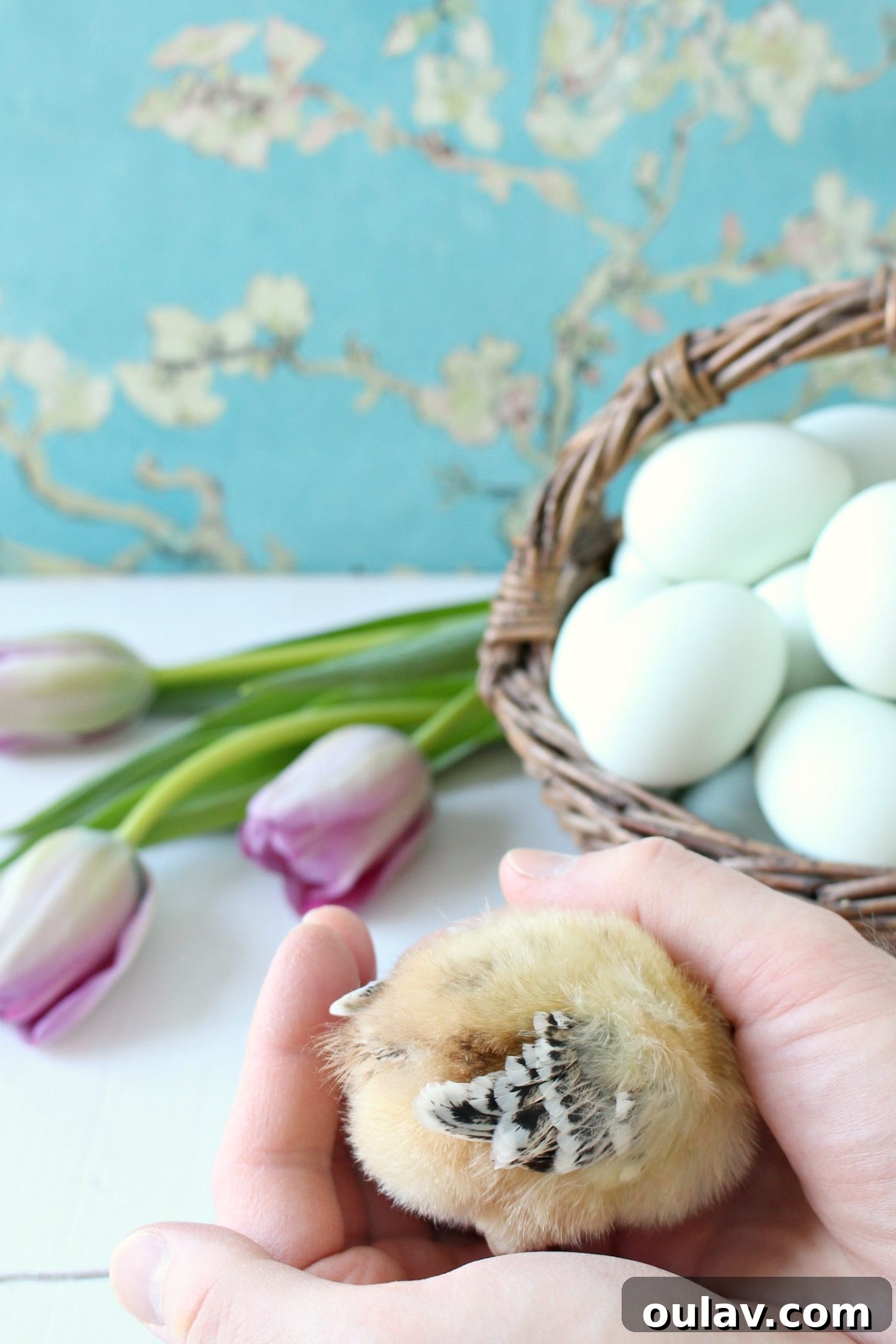 Owner gently cradling a baby chick, ensuring its comfort