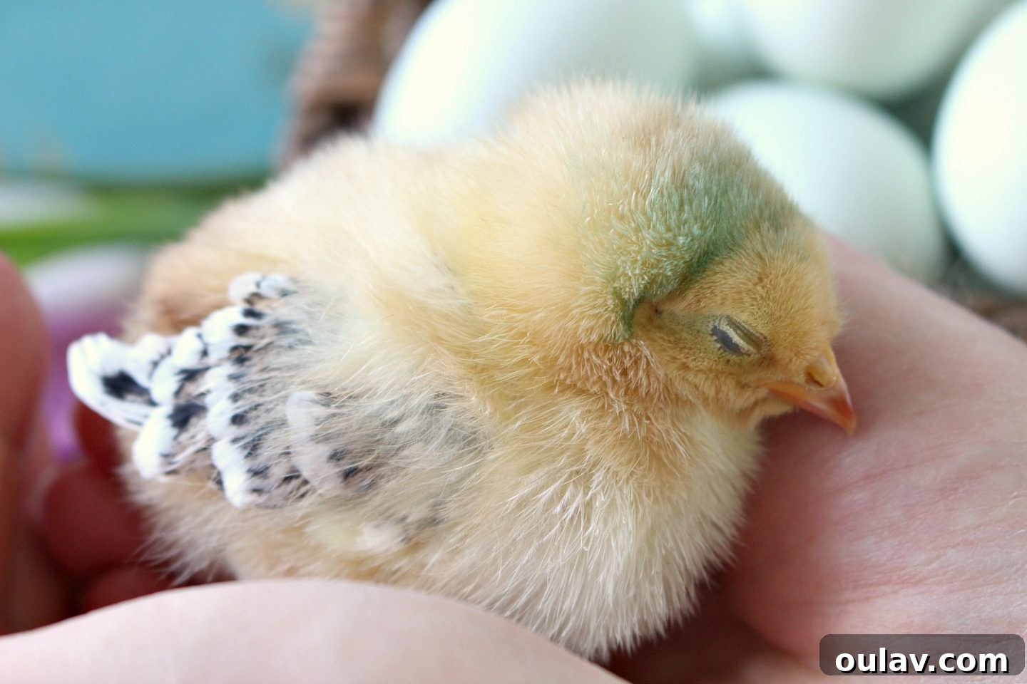 Fresh Fluffy Faces Our Springtime Chick Adventures 43 A content chick resting peacefully in hand after a brief photo session