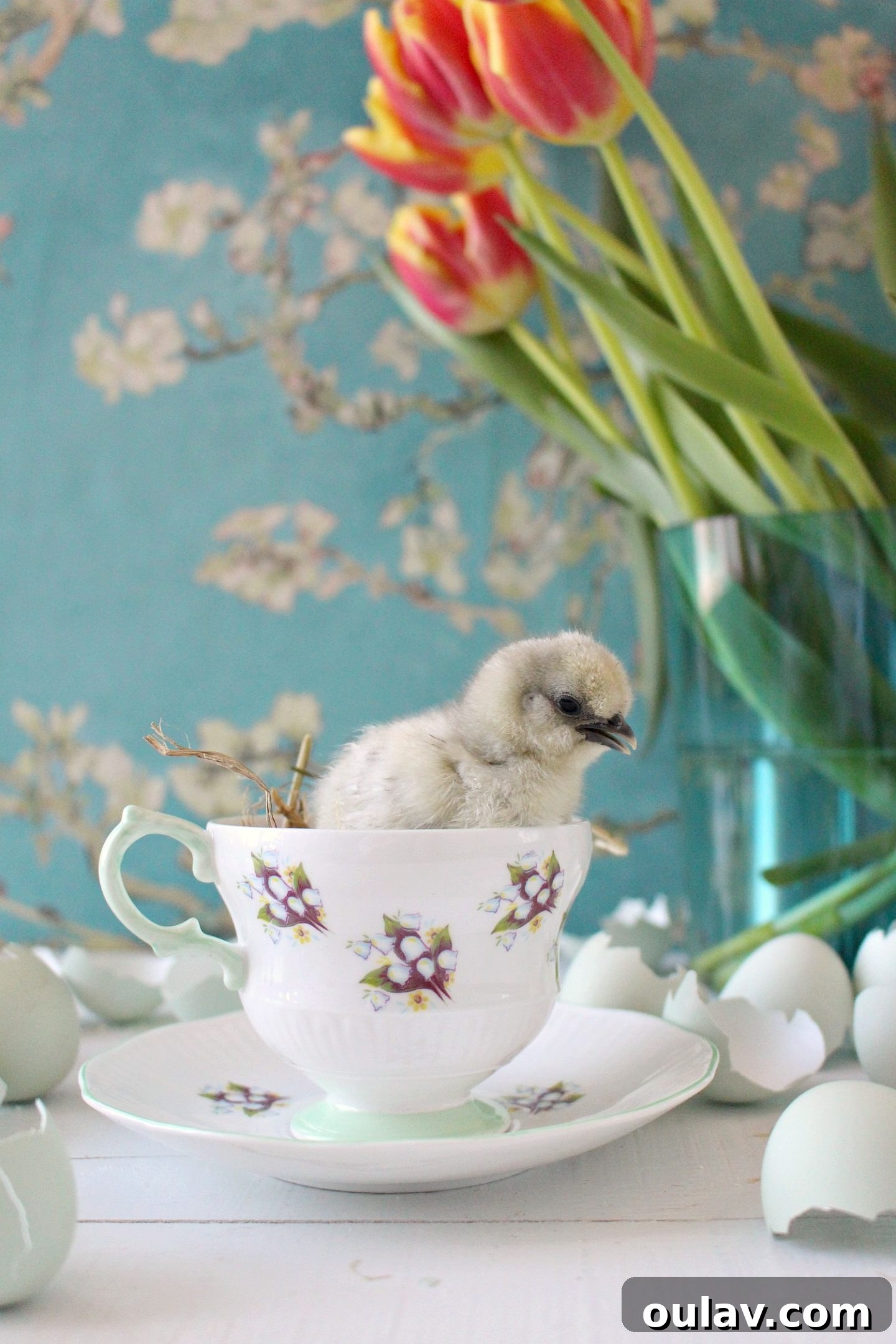 Fresh Fluffy Faces Our Springtime Chick Adventures 44 A final, endearing shot of a new spring baby chick, full of promise