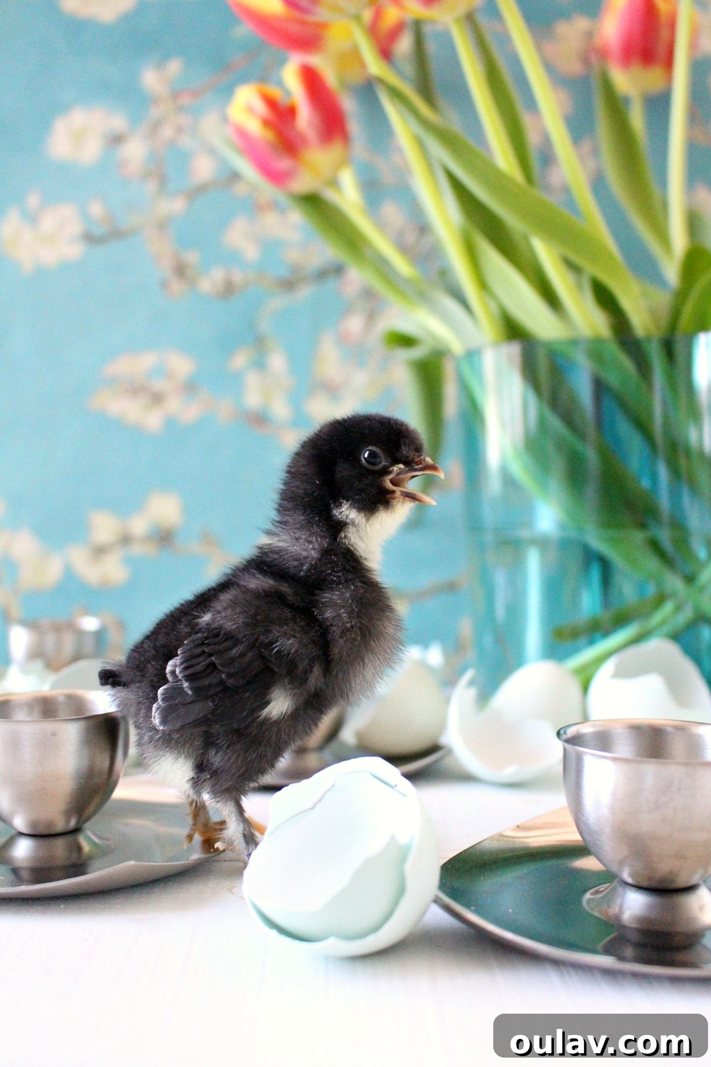 A fluffy chick observing its surroundings with wide eyes