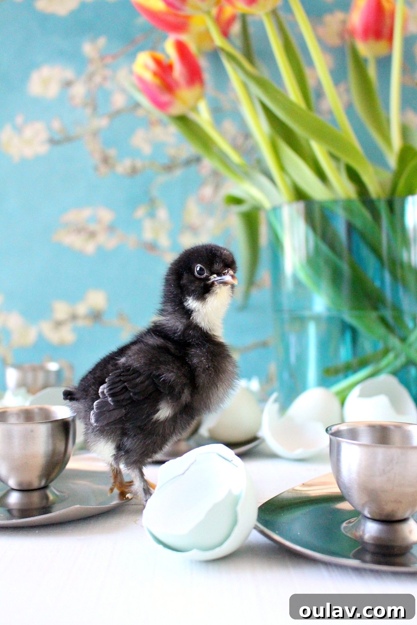 Fresh Fluffy Faces Our Springtime Chick Adventures 7 An adorable baby chick with soft, downy feathers