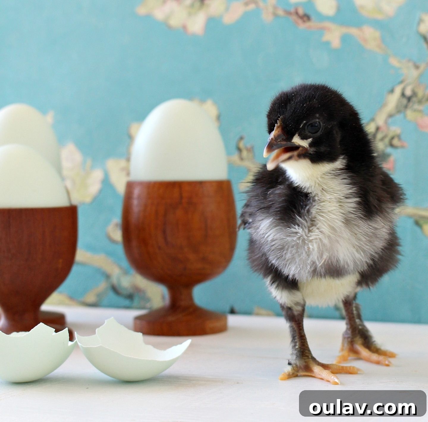 Tiny chick posing next to an egg cup for scale
