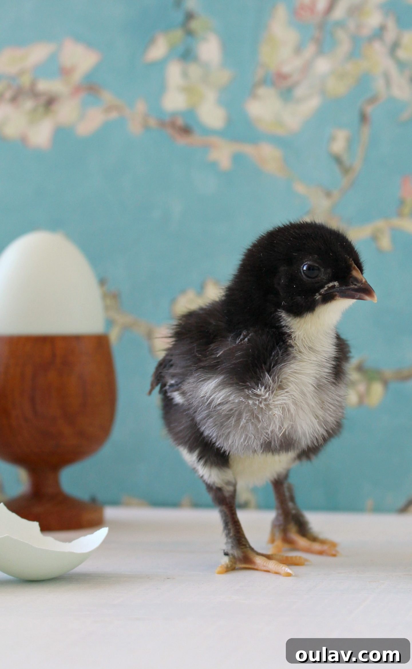 Fresh Fluffy Faces Our Springtime Chick Adventures 10 A curious chick peering over the edge of an egg cup